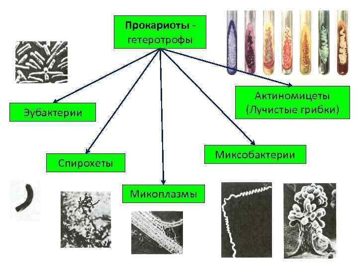 Прокариоты гетеротрофы Актиномицеты (Лучистые грибки) Эубактерии Миксобактерии Спирохеты Микоплазмы 