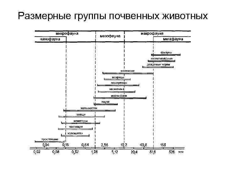 Размерные группы почвенных животных 