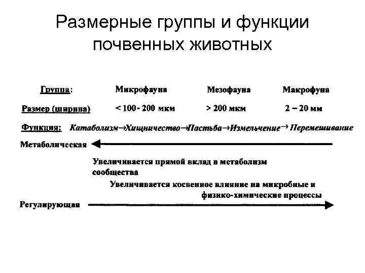 Размерные группы и функции почвенных животных 