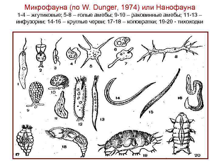 Микрофауна (по W. Dunger, 1974) или Нанофауна 1 -4 – жгутиковые; 5 -8 –