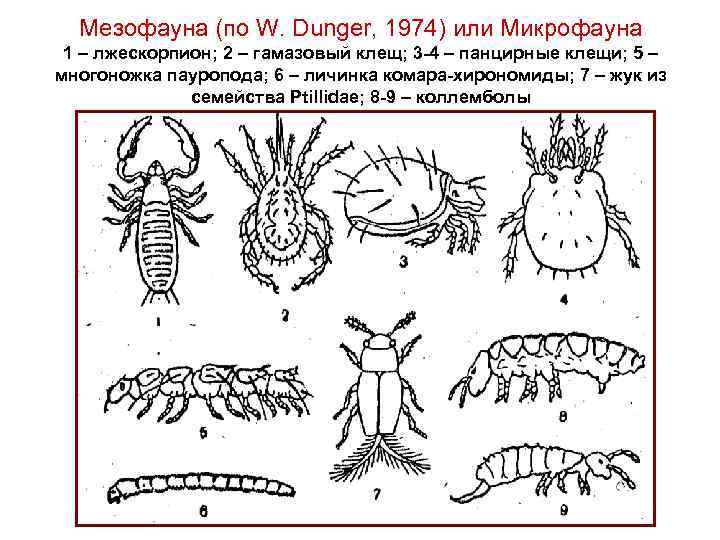 Мезофауна (по W. Dunger, 1974) или Микрофауна 1 – лжескорпион; 2 – гамазовый клещ;