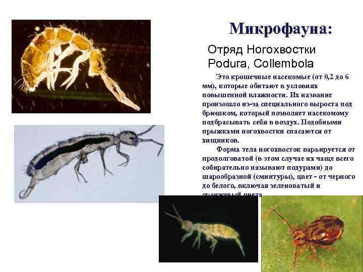 Микрофауна: Отряд Ногохвостки Podura, Collembola Это крошечные насекомые (от 0, 2 до 6 мм),