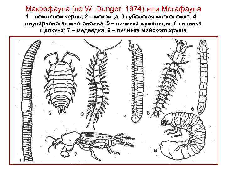 Макрофауна (по W. Dunger, 1974) или Мегафауна 1 – дождевой червь; 2 – мокрица;