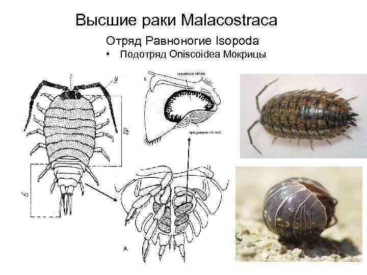 Высшие раки Malacostraca Отряд Равноногие Isopoda • Подотряд Oniscoidea Мокрицы 