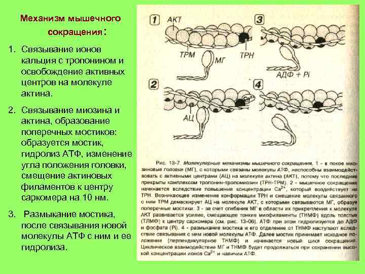 Механизм мышечного сокращения: 1. Связывание ионов кальция с тропонином и освобождение активных центров на