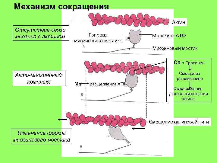 Обозначьте на диаграмме а актин и миозин