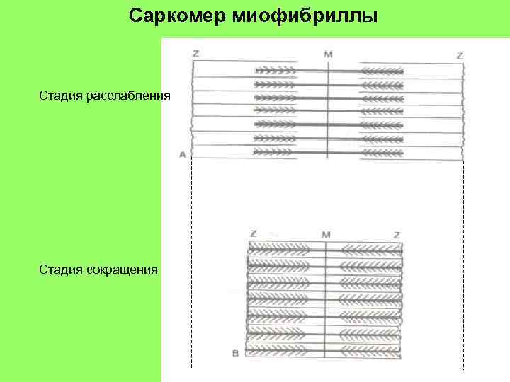 Саркомер миофибриллы Стадия расслабления Стадия сокращения 