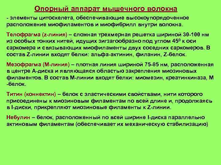 Опорный аппарат мышечного волокна - элементы цитоскелета, обеспечивающие высокоупорядоченное расположение миофиламентов и миофибрилл внутри