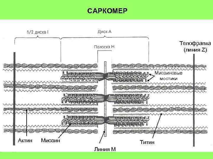 САРКОМЕР Телофрагма (линия Z) Миозиновые мостики Актин Миозин Титин Линия М 