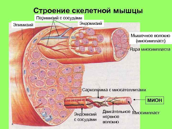 Строение скелетной мышцы Перимизий с сосудами Эндомизий Эпимизий Мышечное волокно (миосимпласт) Ядра миосимпласта Сарколемма