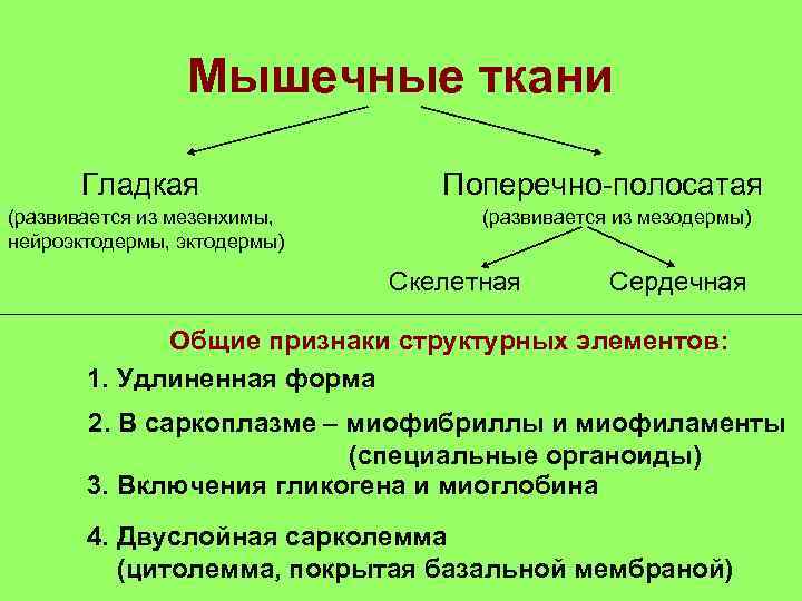 Мышечные ткани Гладкая (развивается из мезенхимы, нейроэктодермы, эктодермы) Поперечно-полосатая (развивается из мезодермы) Скелетная Сердечная