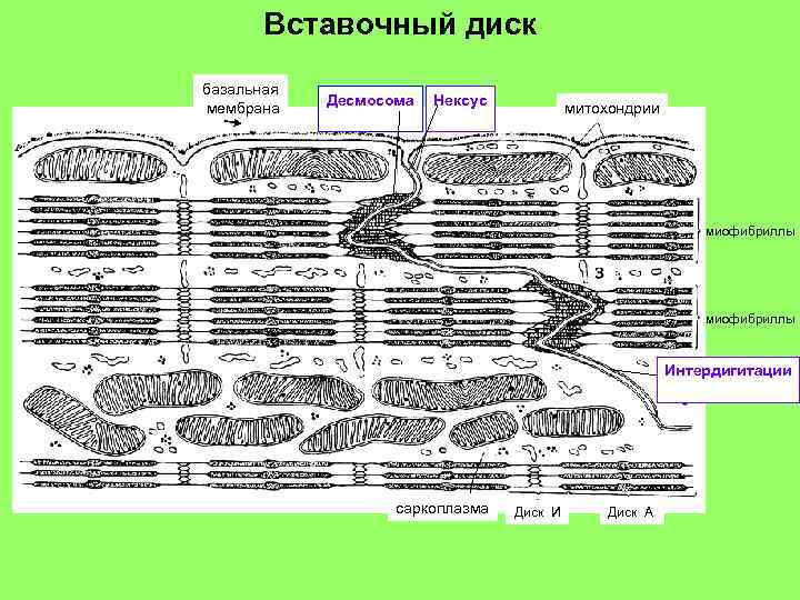 Вставочный диск базальная мембрана Десмосома Нексус митохондрии миофибриллы Интердигитации саркоплазма Диск И Диск А