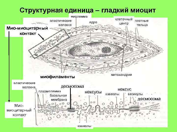 Структурная единица – гладкий миоцит Мио-миоцитарный контакт миолемма эластические ядро волокна митохондрия миофиламенты эластические