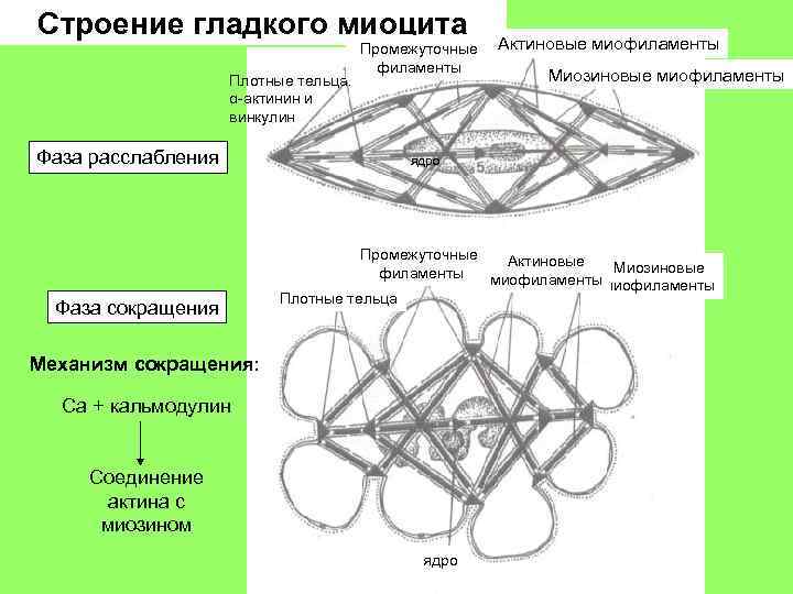 Строение гладкого миоцита Плотные тельца: α-актинин и винкулин Фаза расслабления Фаза сокращения Промежуточные филаменты