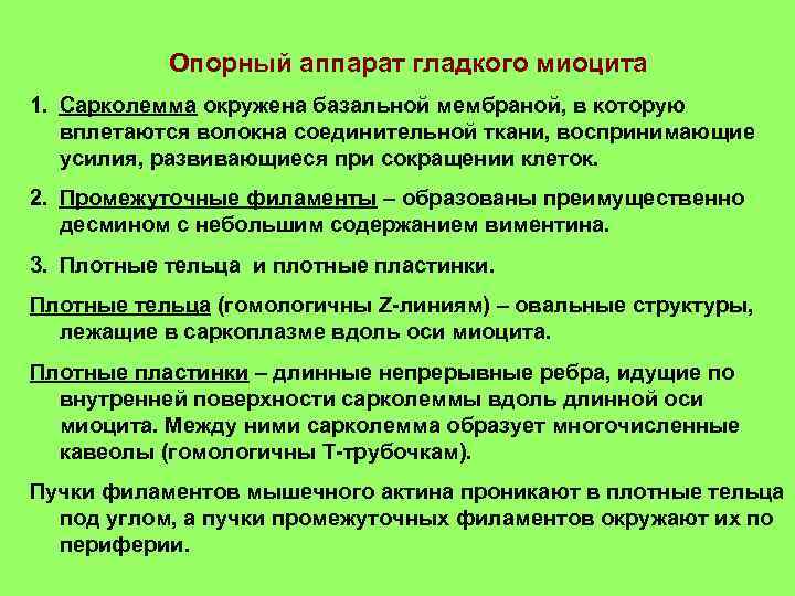 Опорный аппарат гладкого миоцита 1. Сарколемма окружена базальной мембраной, в которую вплетаются волокна соединительной