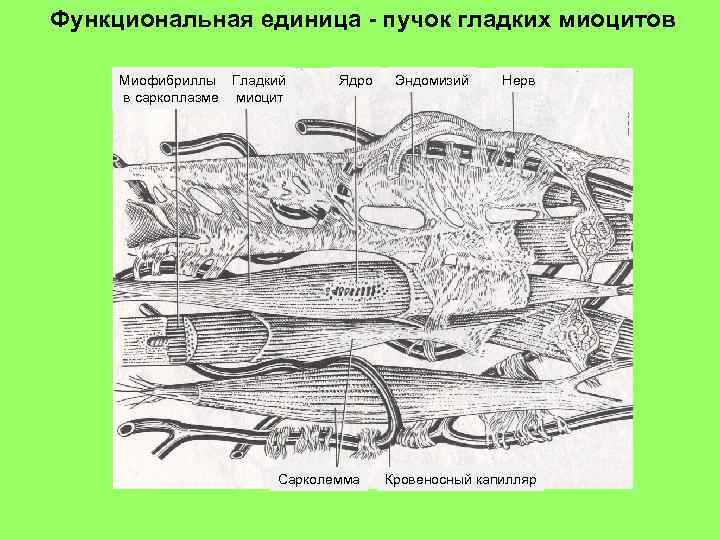 Схема изменения структуры гладкого миоцита до и после сокращения