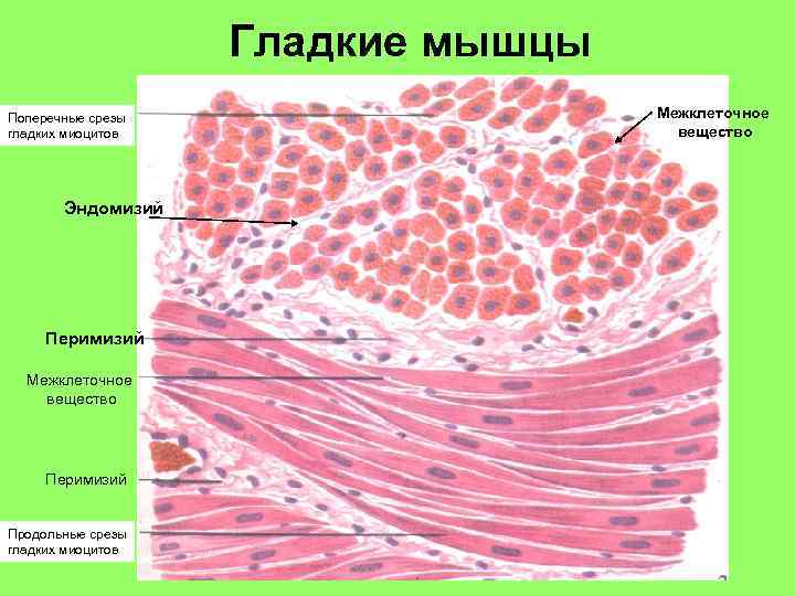 Гладкие мышцы Поперечные срезы гладких миоцитов Эндомизий Перимизий Межклеточное вещество Перимизий Продольные срезы гладких