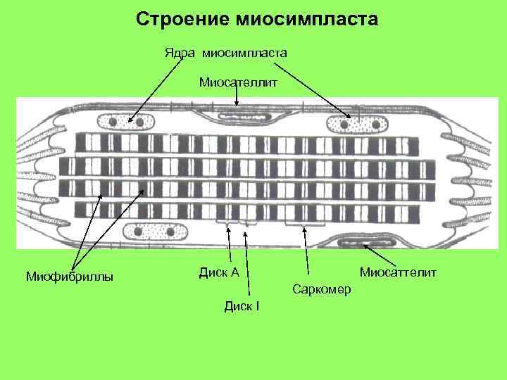 Строение миосимпласта Ядра миосимпласта Миосателлит Миофибриллы Диск А Миосаттелит Саркомер Диск I 