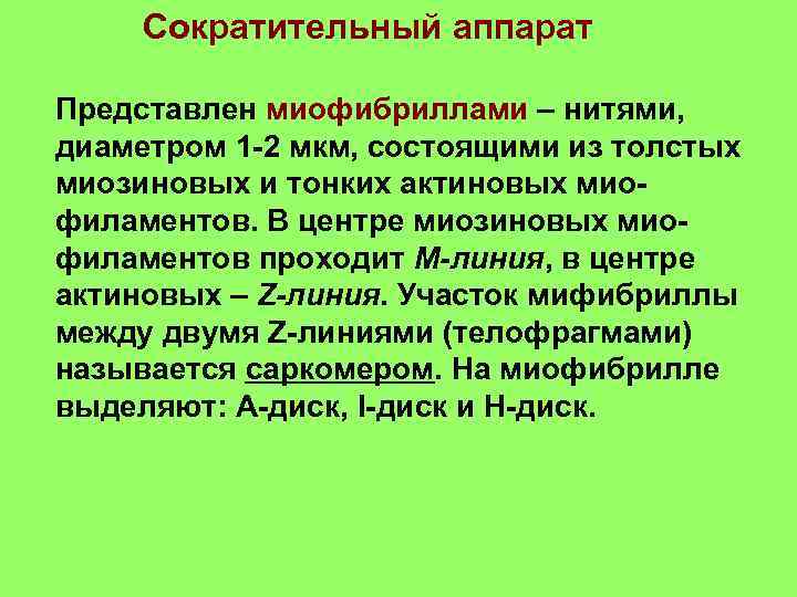 Сократительный аппарат Представлен миофибриллами – нитями, диаметром 1 -2 мкм, состоящими из толстых миозиновых