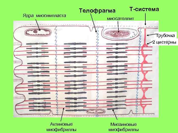 Ядра миосимпласта Телофрагма Т-система миосателлит Трубочка 2 цистерны Актиновые миофибриллы Миозиновые миофибриллы 