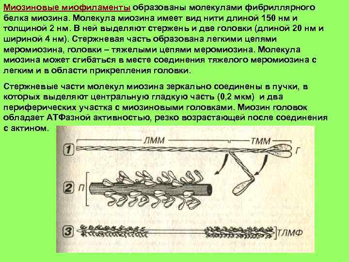 Миозиновые миофиламенты образованы молекулами фибриллярного белка миозина. Молекула миозина имеет вид нити длиной 150