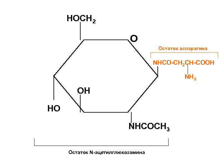 HOCH 2 O Остаток аспарагина NHCO-CH 2 CH-COOH NH 2 OH HO NHCOCH 3