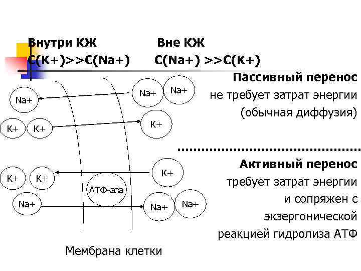 Внутри КЖ С(K+)>>С(Na+) Na+ К+ К+ К+ Na+ К+ Вне КЖ С(Na+) >>С(K+) Пассивный
