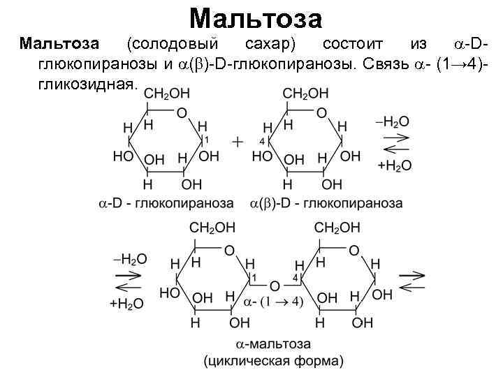 B d мальтоза