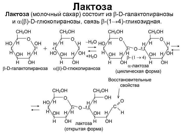 Лактоза (молочный сахар) состоит из b-D-галактопиранозы и a(b)-D-глюкопиранозы, связь b-(1→ 4)-гликозидная. 