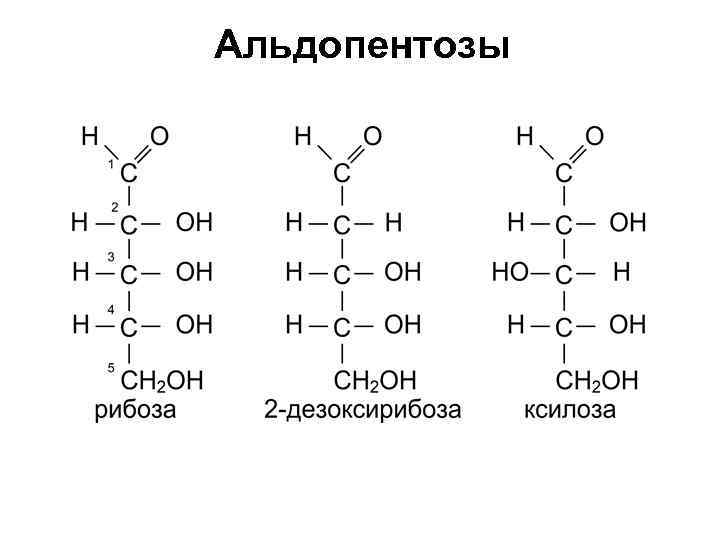 Рибоза и дезоксирибоза схема