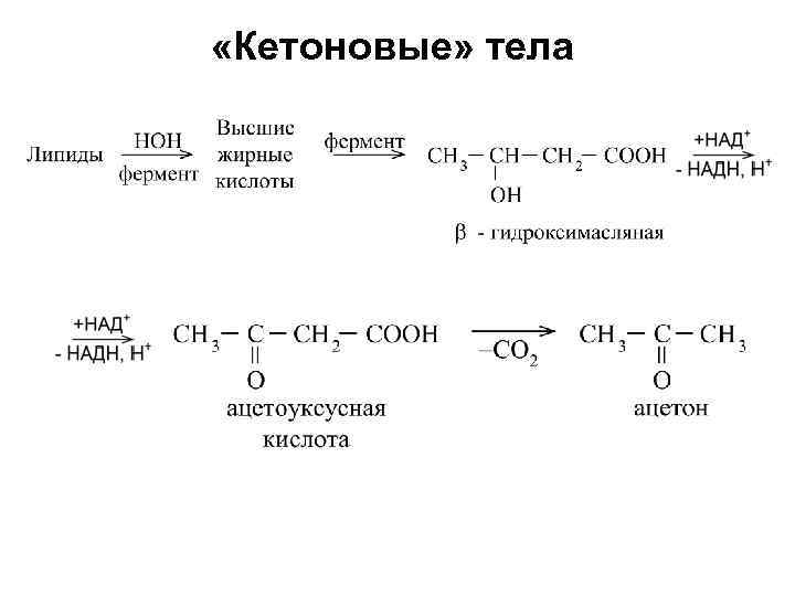 Кетоновые тела презентация