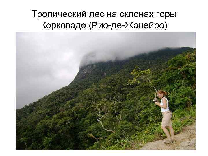 Тропический лес на склонах горы Корковадо (Рио-де-Жанейро) 