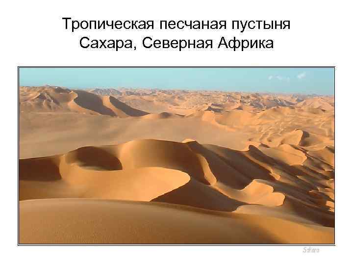Тропическая песчаная пустыня Сахара, Северная Африка 