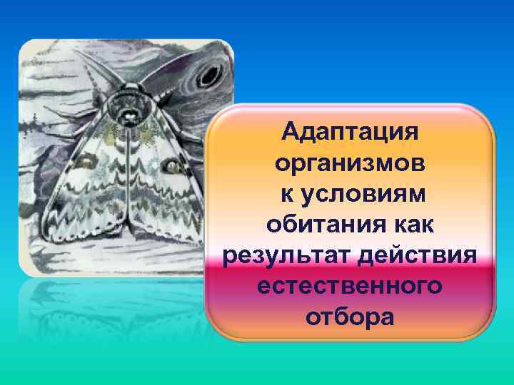 Адаптация организмов к условиям обитания как результат действия естественного отбора 