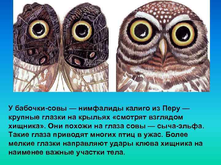У бабочки-совы — нимфалиды калиго из Перу — крупные глазки на крыльях «смотрят взглядом