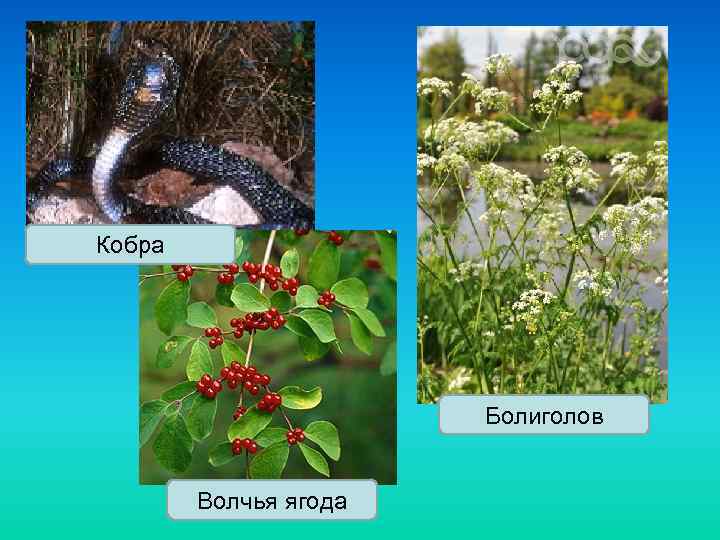 Кобра Болиголов Волчья ягода 