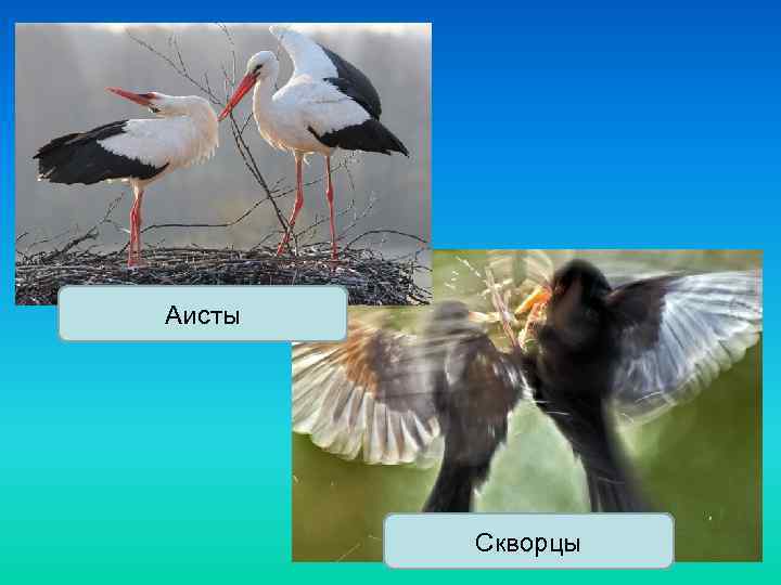 Аисты Скворцы 