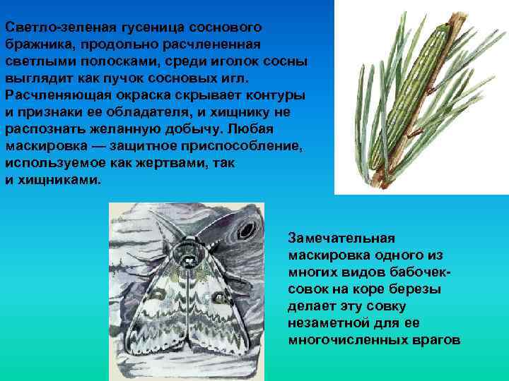 Светло-зеленая гусеница соснового бражника, продольно расчлененная светлыми полосками, среди иголок сосны выглядит как пучок