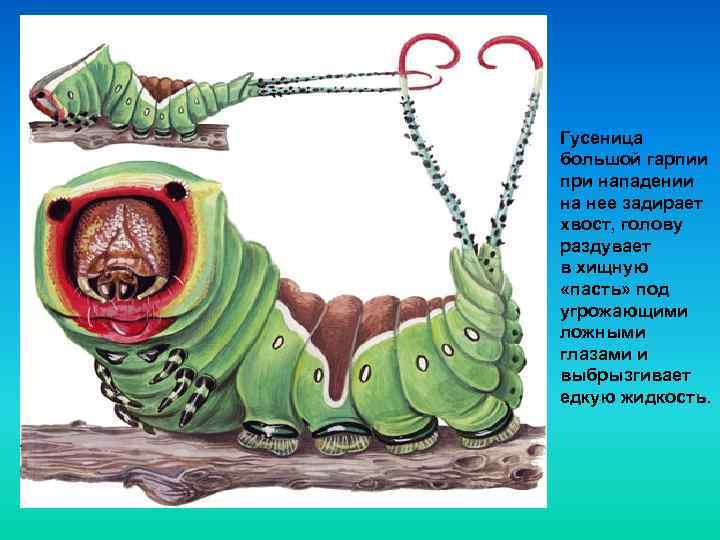 Гусеница большой гарпии при нападении на нее задирает хвост, голову раздувает в хищную «пасть»