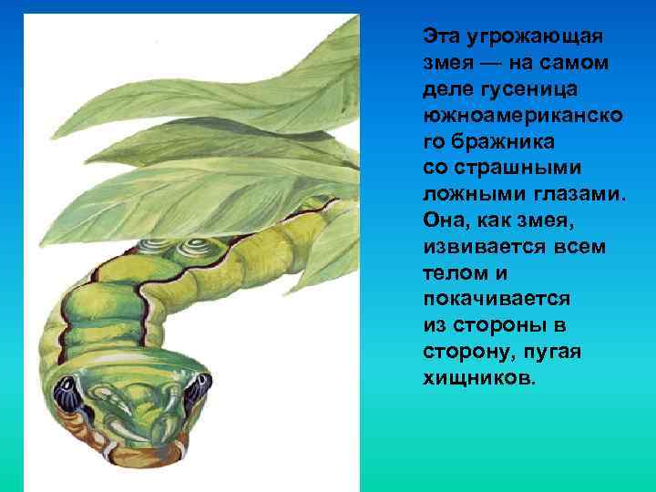 Эта угрожающая змея — на самом деле гусеница южноамериканско го бражника со страшными ложными