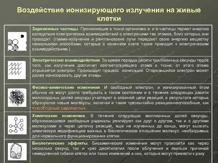 Воздействие ионизирующего излучения на живые клетки Заряженные частицы. Проникающие в ткани организма a- и