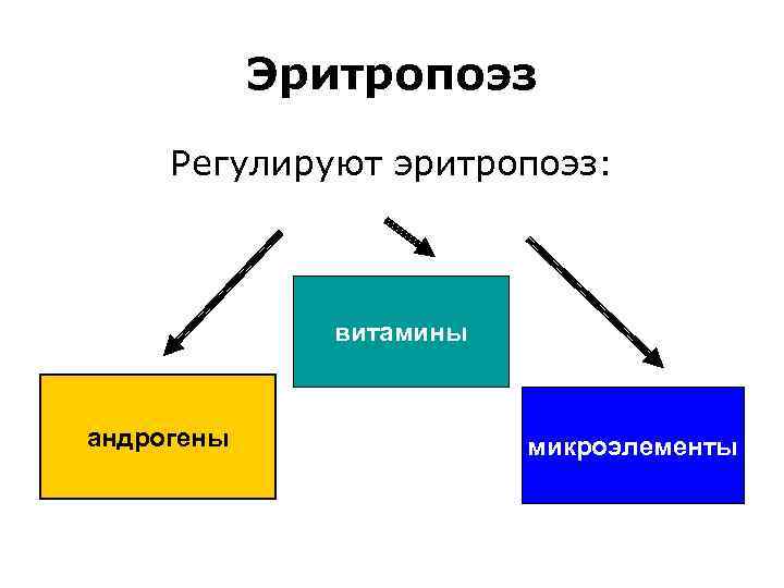 Эритропоэз Регулируют эритропоэз: витамины андрогены микроэлементы 
