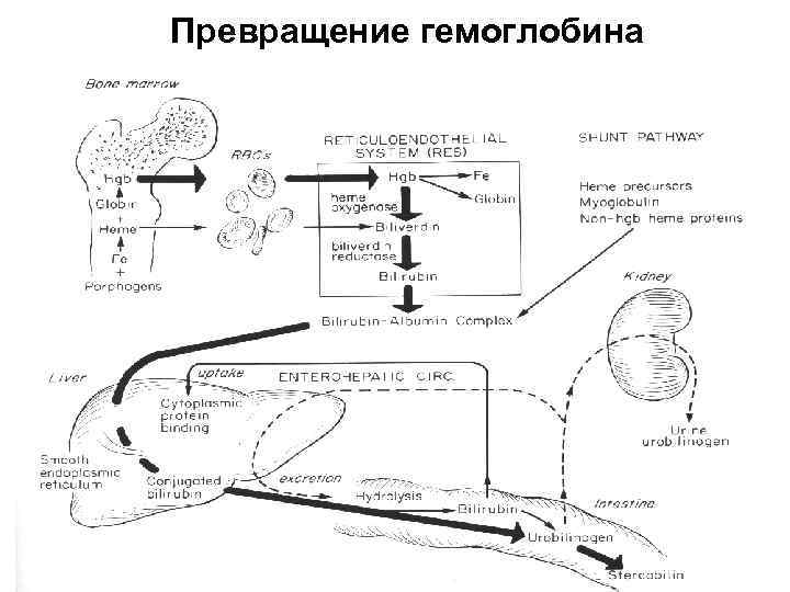 Превращение гемоглобина 