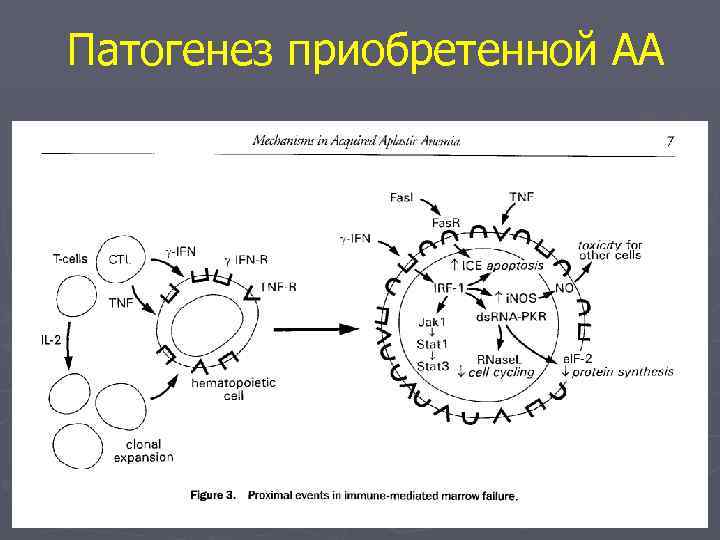 Патогенез приобретенной АА 