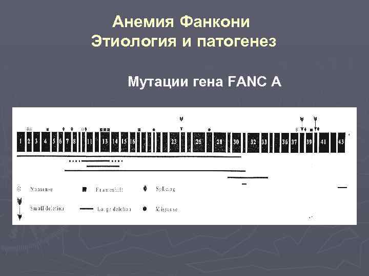 Анемия Фанкони Этиология и патогенез Мутации гена FANC A 