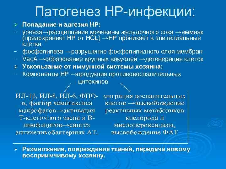 Патогенез НР-инфекции: Ø − − − Ø Попадание и адгезия НР: уреаза→расщепление мочевины желудочного