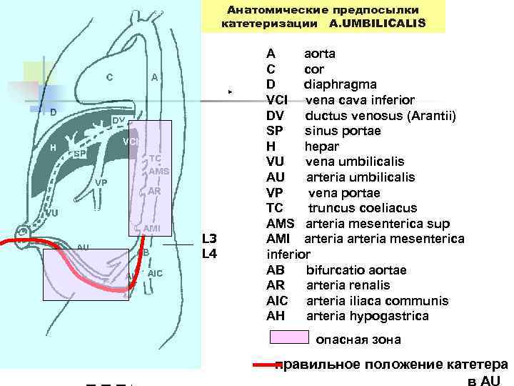 Анатомические предпосылки катетеризации А. UMBILICALIS L 3 L 4 A aorta C cor D