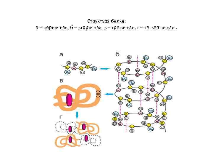Структура белка: а – первичная, б – вторичная, в – третичная, г – четвертичная.