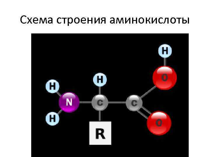 Схема строения аминокислоты 