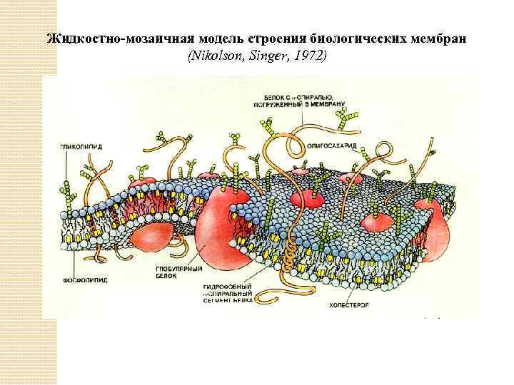 Жидкостно мозаичная модель